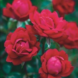 Meet your Posher, Flower